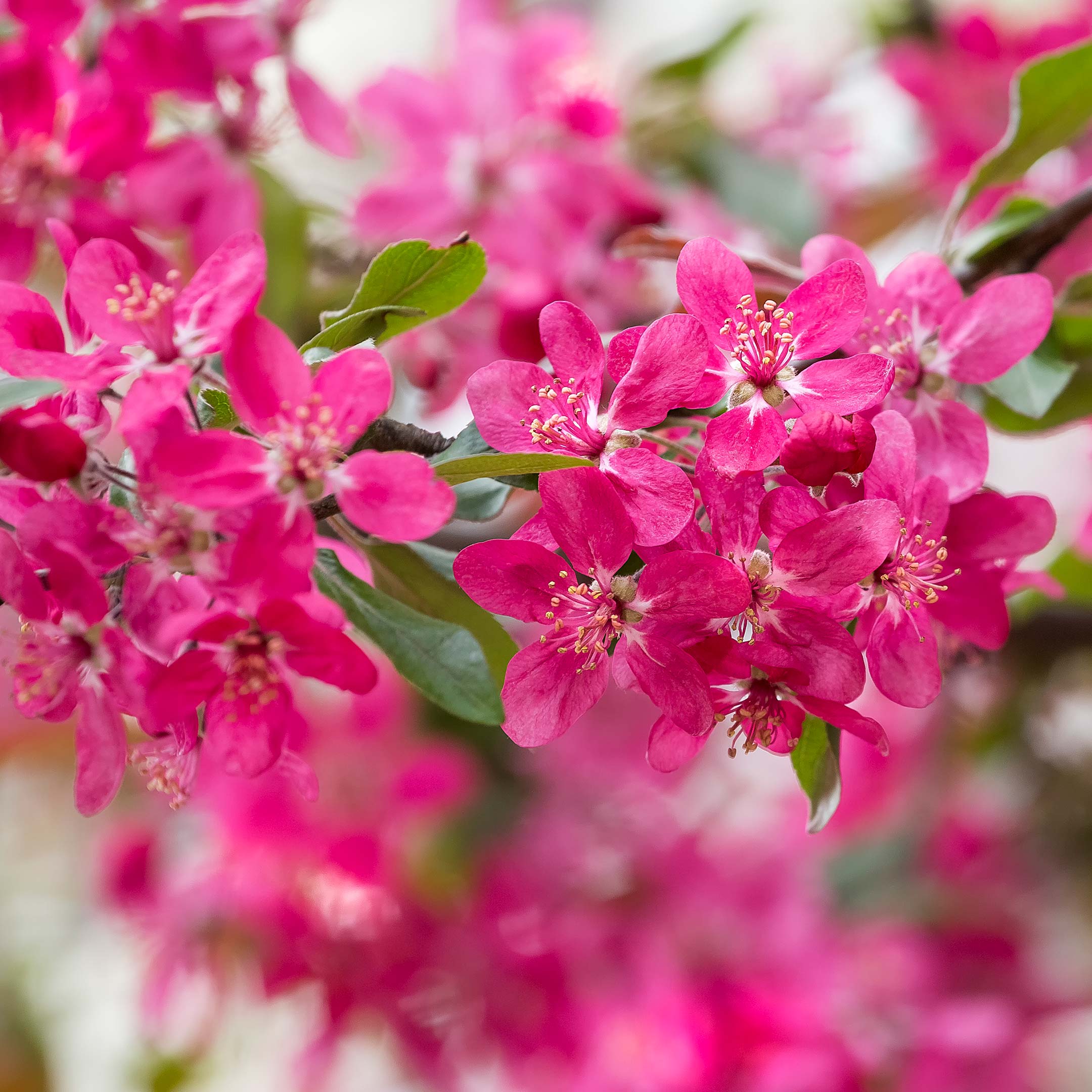 Cherry Trees are Popping